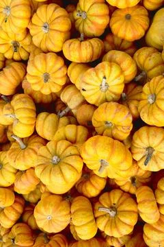 A pile of orange pumpkins Stock Photos