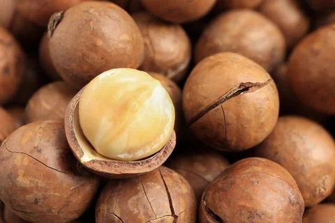 A pile of Organic Macadamia nuts on the table. Stock Photos