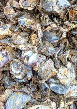 Pile of oyster shells background Foto stock