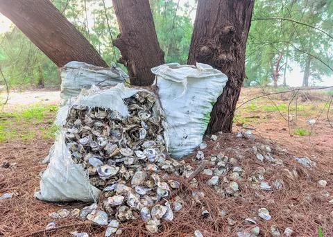 Pile of oyster shells in a sheath Foto stock