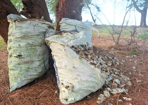 Pile of oyster shells in a sheath Foto stock