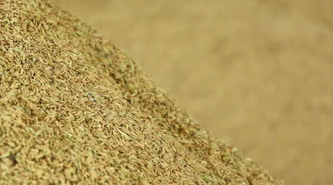Pile of paddy grains Stock Footage 43253110
