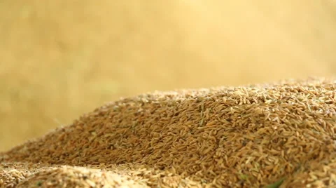 Pile of paddy grains Stock Footage 43260112
