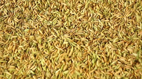 Pile of paddy grains Stock Footage 43262258