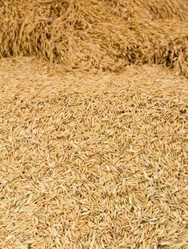 Pile of paddy Stock Photos