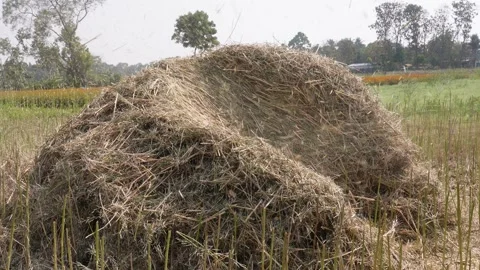 Pile Paddy Straw Haystack Stock Footage 332571989