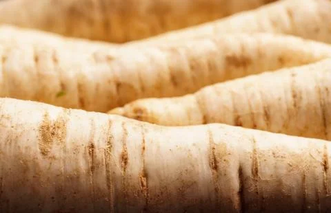 Pile of Parsley root Stock Photos