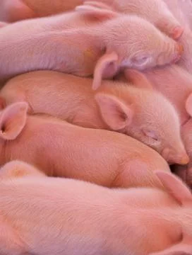 Pile of piglets Stock Photos