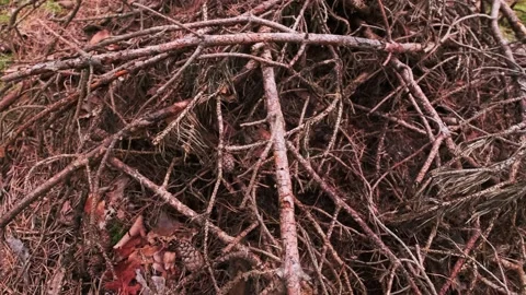A pile of pine branches lies in the forest Stock Footage 133016532