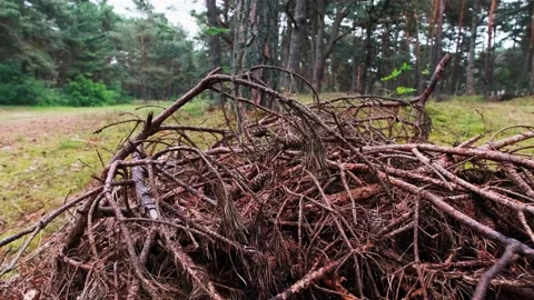 A pile of pine branches lies in the forest 動画素材 133019234