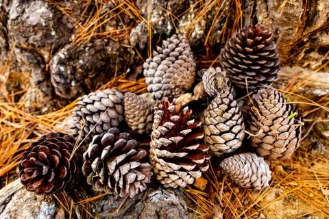 A Pile of Pine Cones in Dried Pine Needles Stock Photos