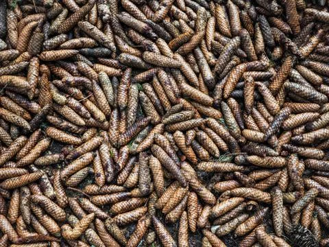 A pile of pine cones in the forest. Stock Photos