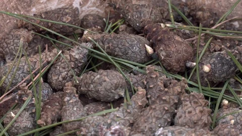 Pile of pine cones of the Pinus Pinaster family Video stock 306398138