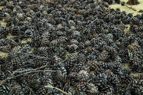 A pile of pine cones on the sandy soil of a coniferous forest Stock Photos