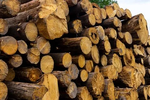 Pile pine logs the end of the tree a lot of background pattern natural Foto stock