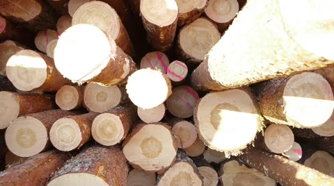 Pile of pine logs in sun set, panning crane view Stockbeeldmateriaal 47876525