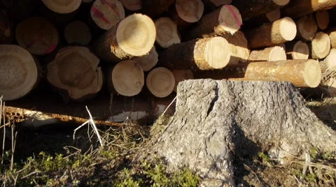 Pile of pine logs in sun set, crane view, tracking shot Stockbeeldmateriaal 47876530