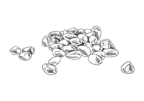 Pile of pine nuts hand drawn engraving style vector illustration isolated. Stock Illustration
