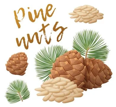 A pile of pine nuts, pine cones and branches vector illustration. Seeds of pine Stock Illustration