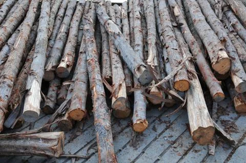 A pile of pine. Stock Photos