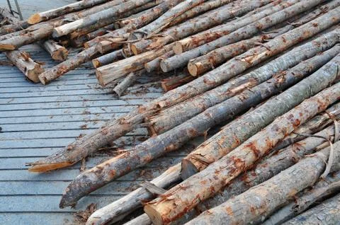 A pile of pine. Stock Photos