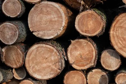 Pile OF Pine Tree Logs Background 스톡 사진