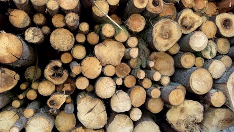 Pile pine tree logs in forest. Stacks of cut wood. Pine Lumber Stock Footage 275259400