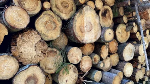 Pile pine tree logs in forest. Stacks of cut wood. Pine Lumber Stock Footage 275259594