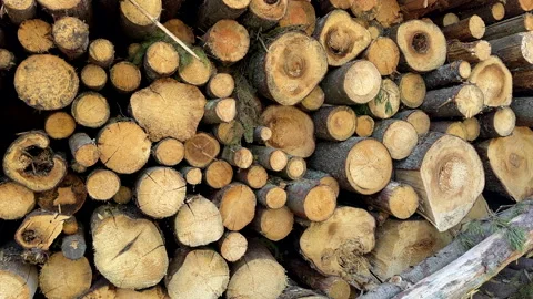 Pile pine tree logs in forest. Stacks of cut wood. Stock Footage 275259769