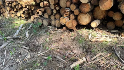 Pile pine tree logs in forest. Stacks of cut wood. Stock Footage 275260096