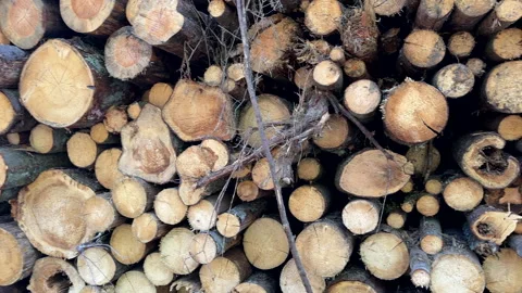 Pile pine tree logs in forest. Stacks of cut wood. Stock Footage 275260239