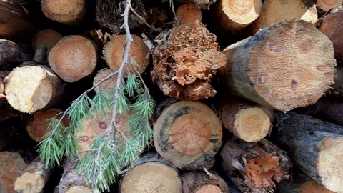 Pile pine tree logs in forest. Stacks of cut wood. Pine Lumber Stock Footage 275260254