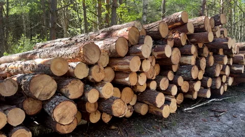 Pile pine tree logs in forest. Stacks of cut wood. Stock Footage 275260465
