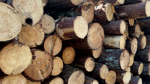 Pile pine tree logs in forest. Stacks of cut wood. Stock Footage 275260574