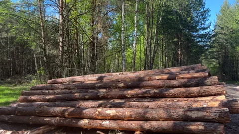 Pile pine tree logs in forest. Stacks of cut wood. Stock Footage 275260637