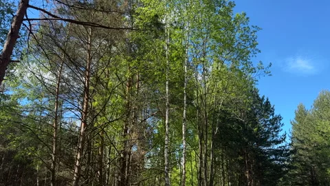 Pile pine tree logs in forest. Stacks of cut wood. Pine Lumber Stock Footage 275260725
