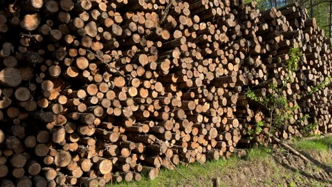 Pile pine tree logs in forest. Stacks of cut wood. Stock Footage 275261069