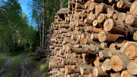 Pile pine tree logs in forest. Stacks of cut wood. Pine Lumber Stock Footage 275261471