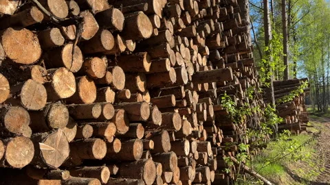 Pile pine tree logs in forest. Stacks of cut wood. Stock Footage 275261574