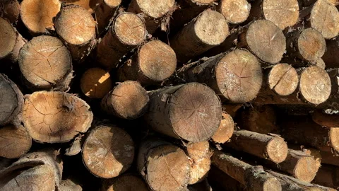 Pile pine tree logs in forest. Stacks of cut wood. Stock Footage 275261775
