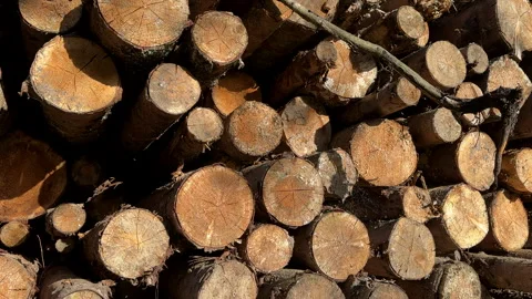Pile pine tree logs in forest. Stacks of cut wood. Stock Footage 275261878