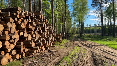 Pile pine tree logs in forest. Stacks of cut wood. Pine Lumber Stock Footage 275261931