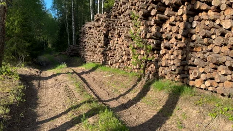 Pile pine tree logs in forest. Stacks of cut wood. Stock Footage 275261977