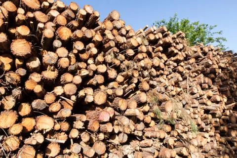 Pile of pine tree trunks cut Stock Photos