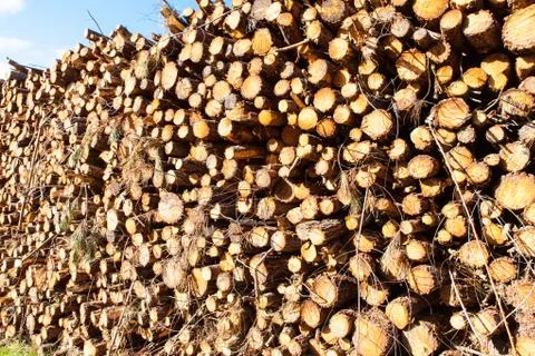 Pile of pine tree trunks cut Stock Photos