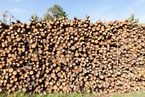Pile of pine tree trunks cut Stock Photos