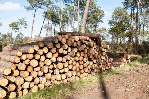 Pile of pine tree trunks cut Foto stock