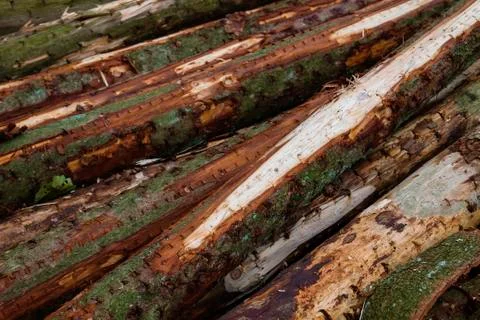 Pile of pine trees logs Stock Photos