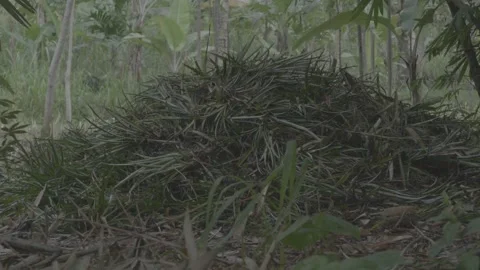 Pile of pineapple leaf waste 2 스톡 동영상 167373936