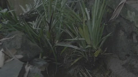 Pile of pineapple leaf waste in the ditch 스톡 동영상 167373963